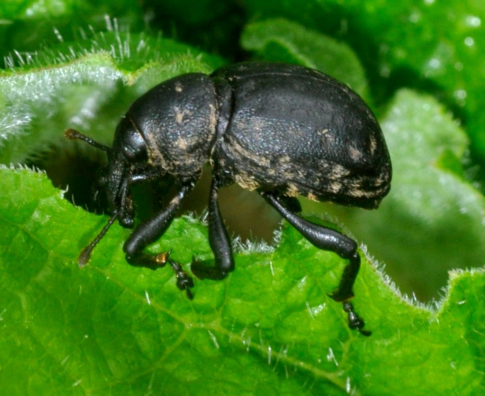 Liparus-germanus-17-fws