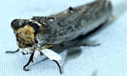 Lirimiris auriflua 60471046
