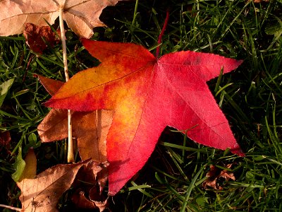 Liquidambar styraciflua, Allegheny Cemetery, 2015-11-02, 04