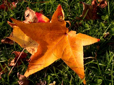 Liquidambar styraciflua, Allegheny Cemetery, 2015-11-02, 05