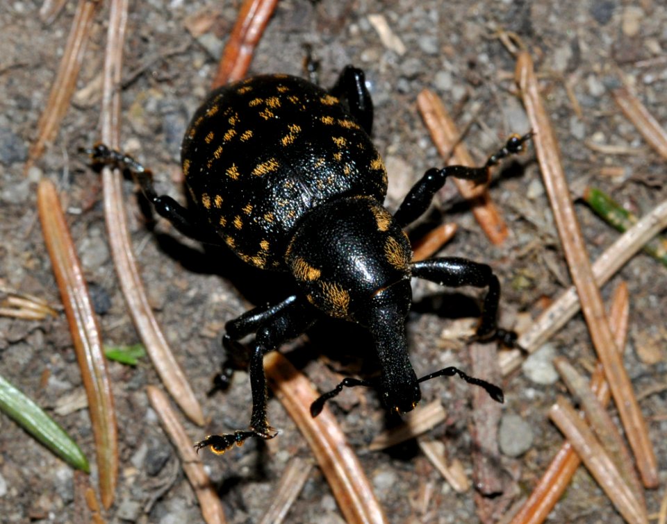 Liparus-germanus-04-fws