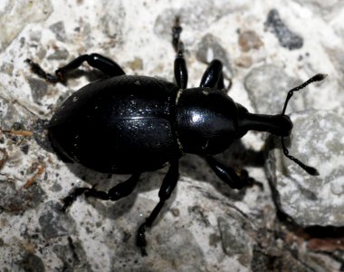 Liparus-coronatus-06-fws