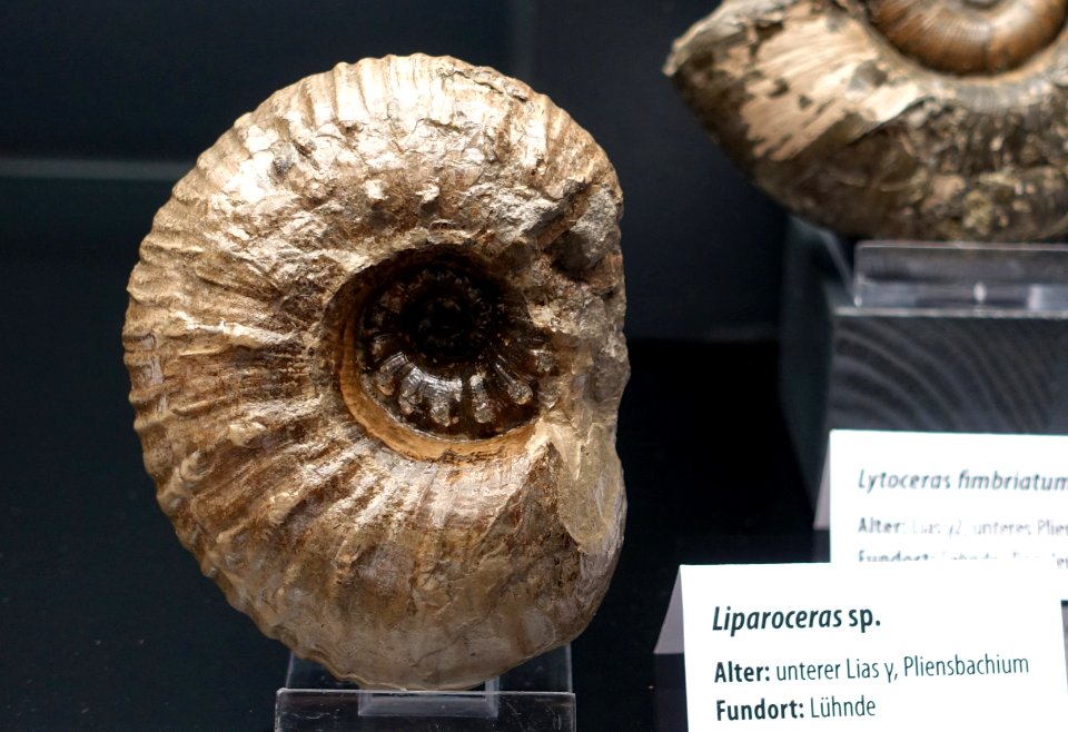 Liparoceras sp. - Naturhistorisches Museum, Braunschweig, Germany - DSC05119