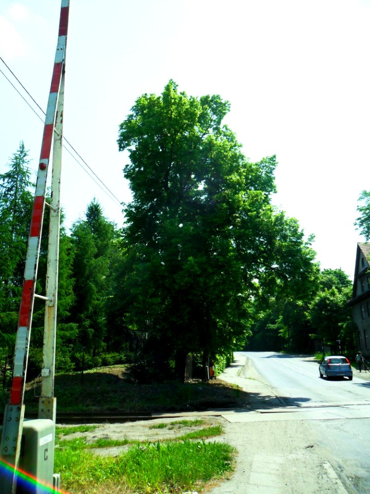 Lipa Piłsudskiego