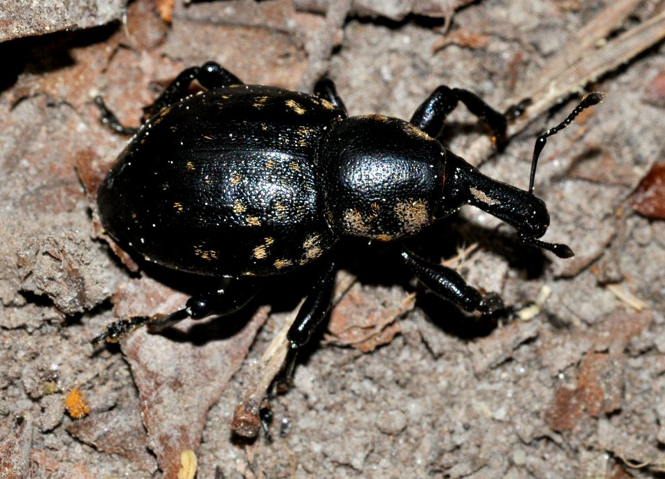 Liparus-germanus-10-fws