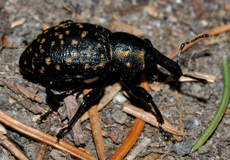 Liparus-germanus-08-fws