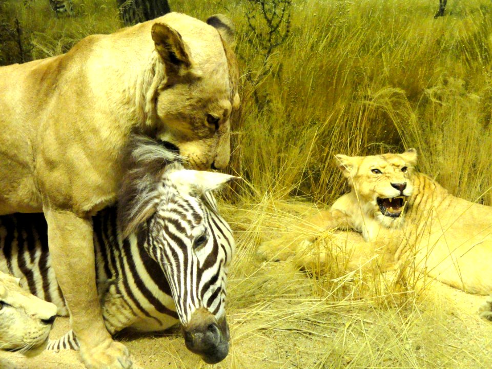 Lion diorama - Finnish Museum of Natural History - DSC04660