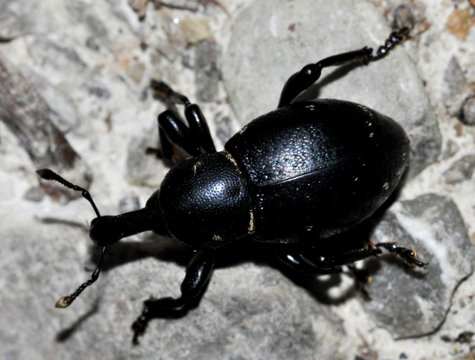 Liparus-coronatus-04fws