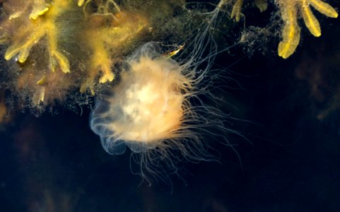 Lion's mane jellyfish in Sämstad harbor 3