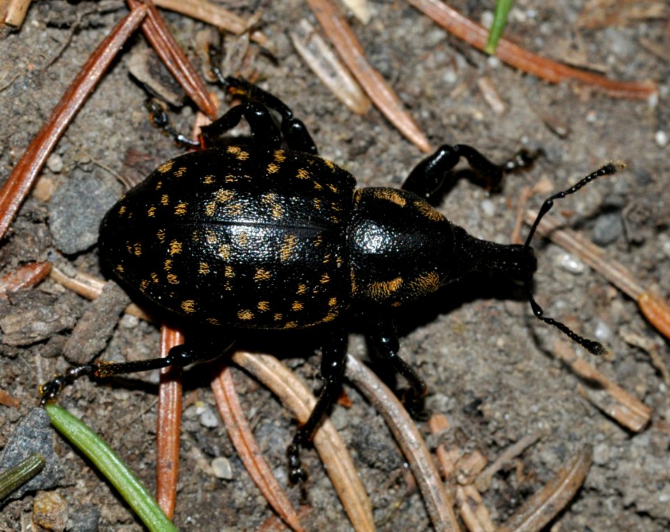 Liparus-germanus-09-fws