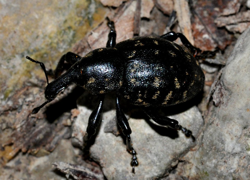 Liparus-germanus-12-fws
