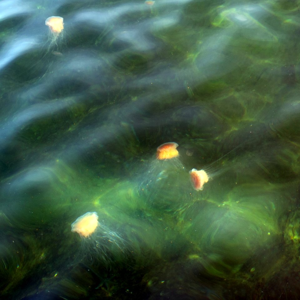 Lion's mane jellyfishes in Govik harbor 1
