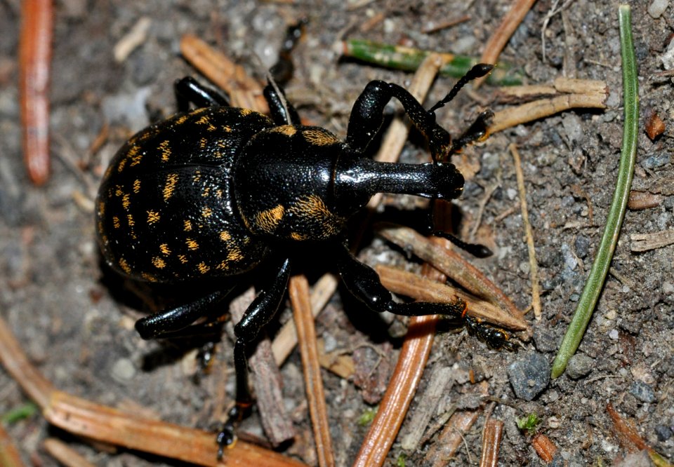 Liparus-germanus-06-fws