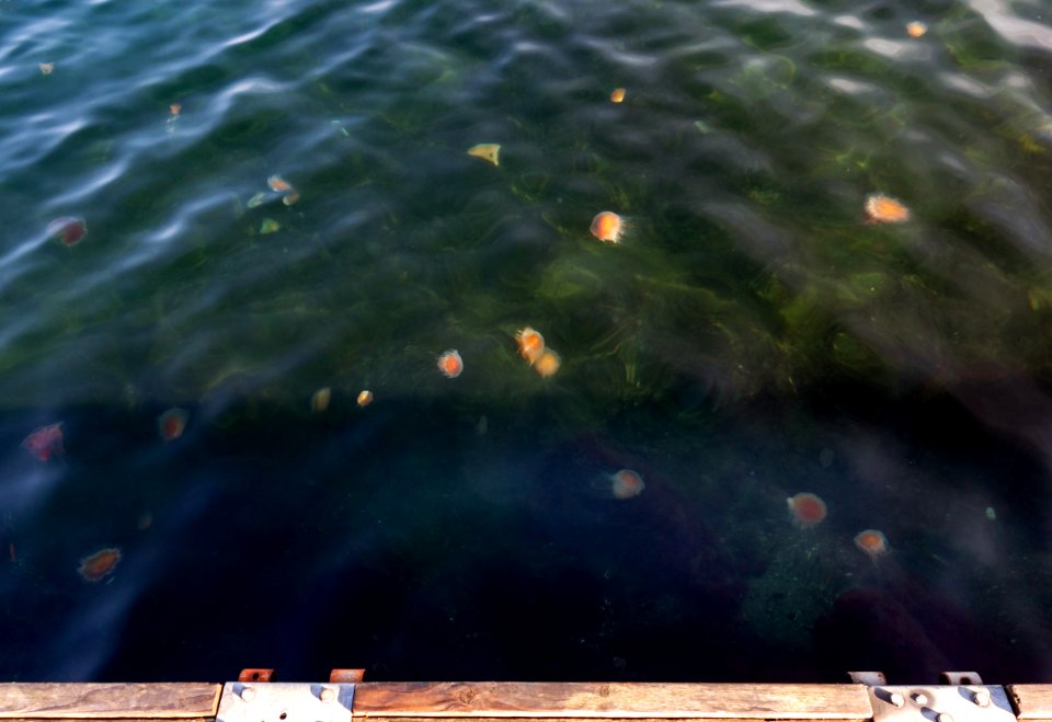 Lion's mane jellyfishes in Govik harbor 2