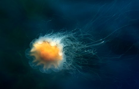 Lion's mane jellyfish in Gullmarn fjord at Sämstad 7