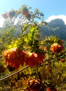 Liparia splendens - NoddingHead - South Africa 1