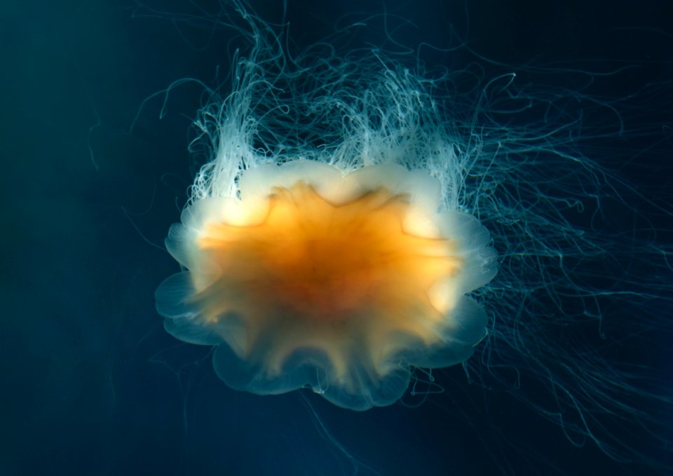 Lion's mane jellyfish in Gullmarn fjord at Sämstad 1