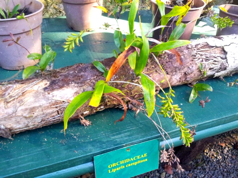 Liparis caespitosa orchid - Monvert fernery Mauritius