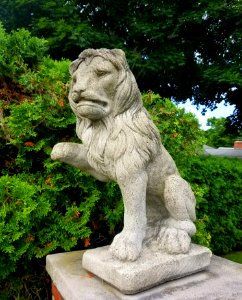 Lion - Arlington, Massachusetts - 20200714 085136
