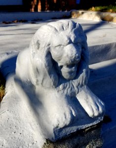 Lion - Arlington, MA - 20201202 094847