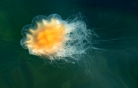 Lion's mane jellyfish in Gullmarn fjord at Sämstad 5