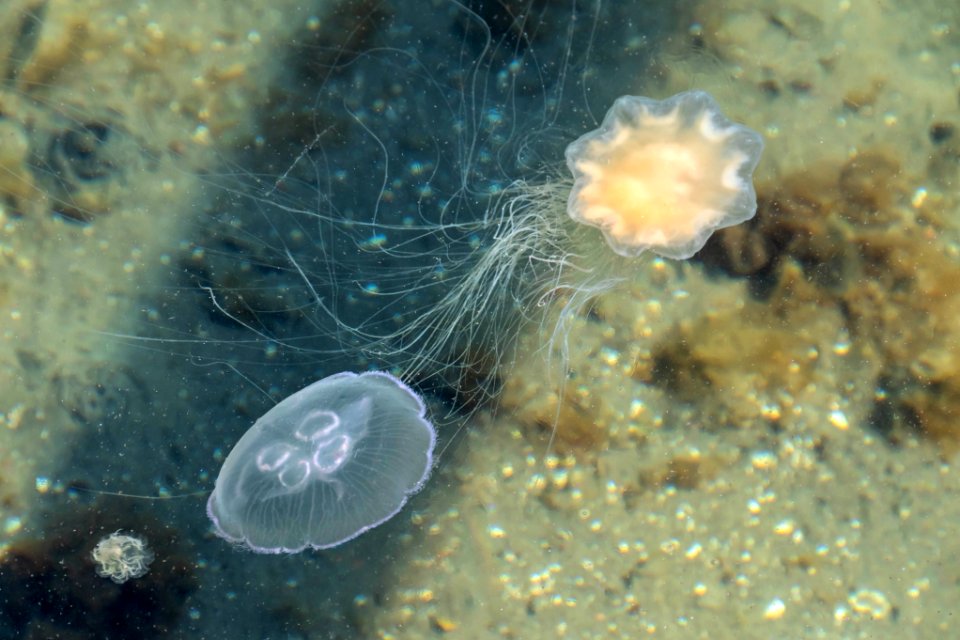 Lion's mane jellyfish catching a moon jellyfish 1