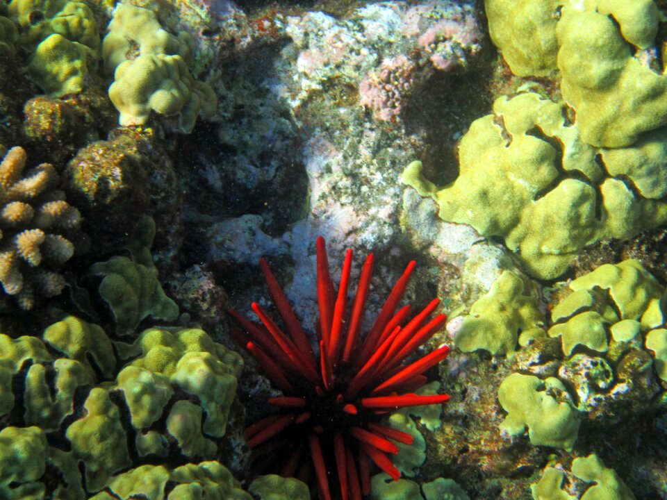 Sea urchins colorful molokini