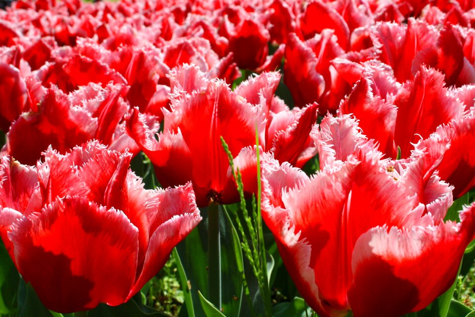 Nature petals flower