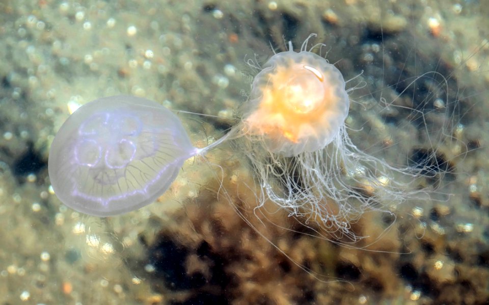 Lion's mane jellyfish catching a moon jellyfish 2