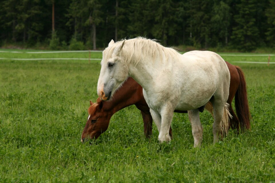 Pasture countryside animal