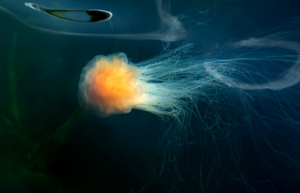 Lion's mane jellyfish in Gullmarn fjord at Sämstad 9
