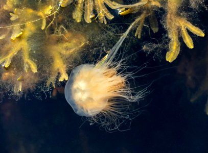Lion's mane jellyfish in Sämstad harbor 2