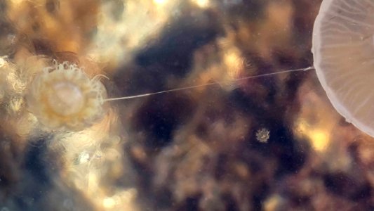 Lion's mane jellyfish ephyrae form between two medusas