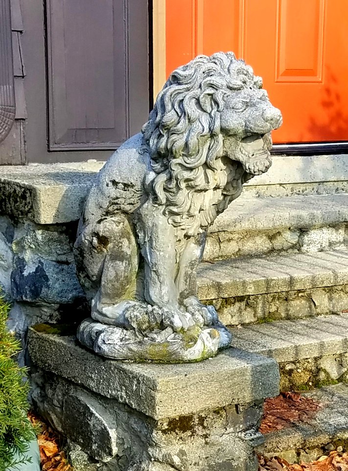 Lion - Arlington, MA - 20201226 095433