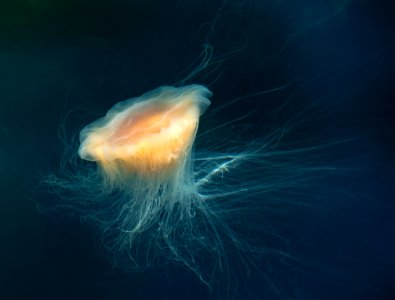 Lion's mane jellyfish in Gullmarn fjord at Sämstad 11