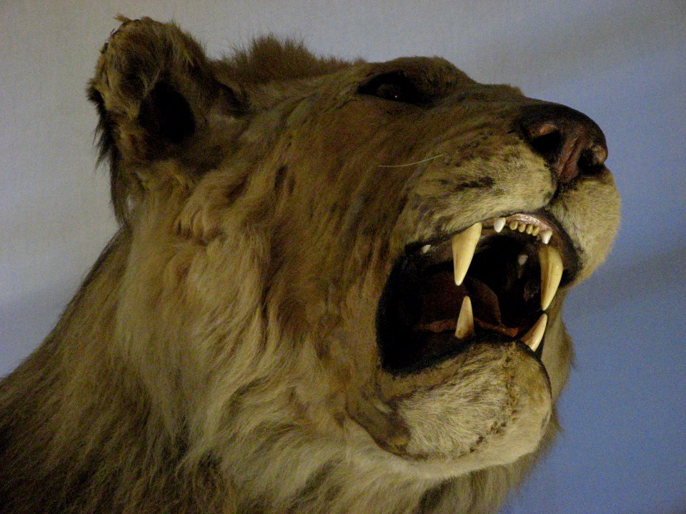 Lionne au Musée de la Chasse et de la Nature