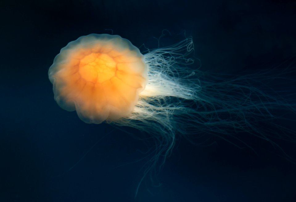 Lion's mane jellyfish in Gullmarn fjord at Sämstad 2