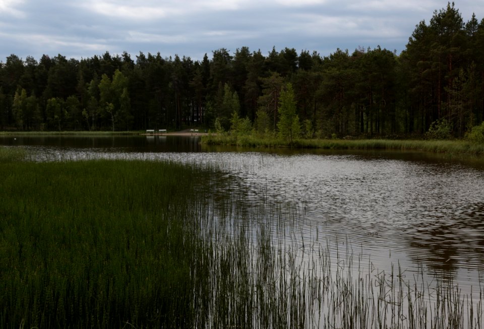 Lintulammenpuisto Oulu 20180618 03