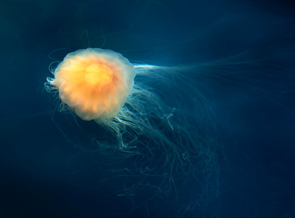 Lion's mane jellyfish in Gullmarn fjord at Sämstad 12