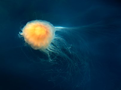 Lion's mane jellyfish in Gullmarn fjord at Sämstad 12