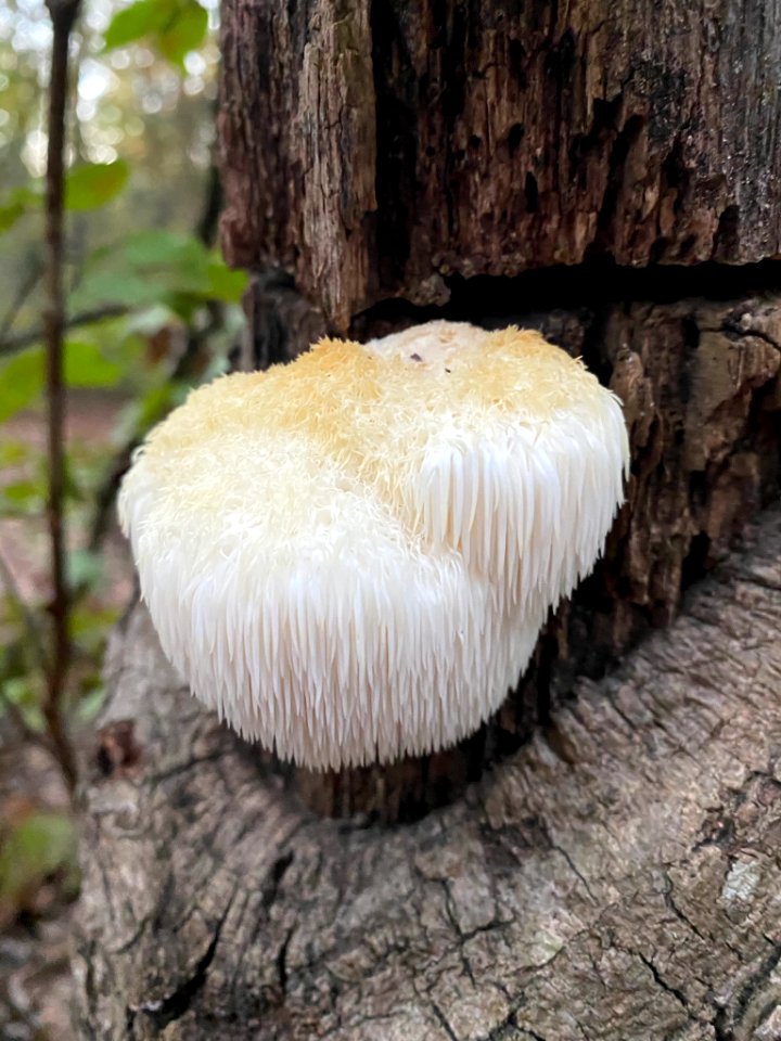 Lions Mane Mushroom Durham NC
