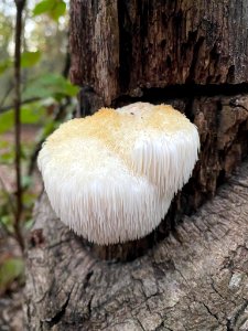 Lions Mane Mushroom Durham NC