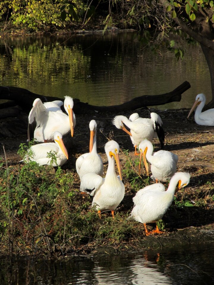 Wildlife island lake