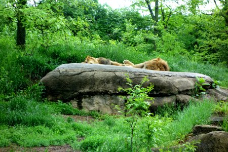 Lions - Pittsburgh Zoo - DSC02492