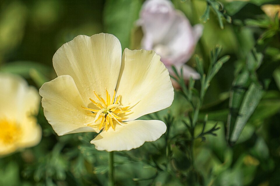 Petals nature poppy flowers