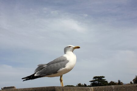 Heaven blue the seagull