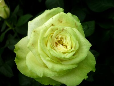 Rare color flower garden summer