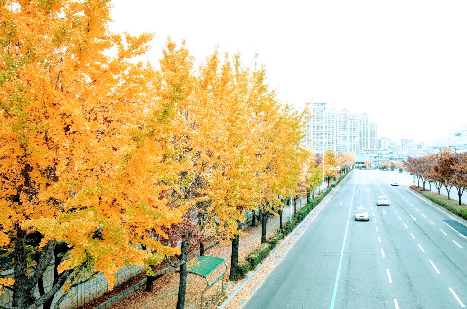 Ginkgo tree yellow