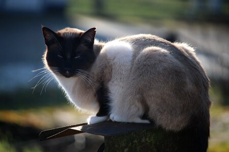 Breed cat felidae cat portrait photo