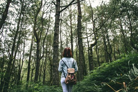 Environment fall forest